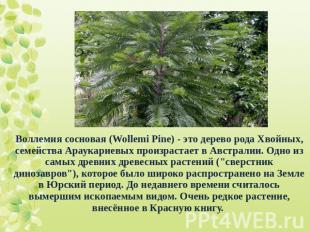 Воллемия сосновая (Wollemi Pine) - это дерево рода Хвойных, семейства Араукариев