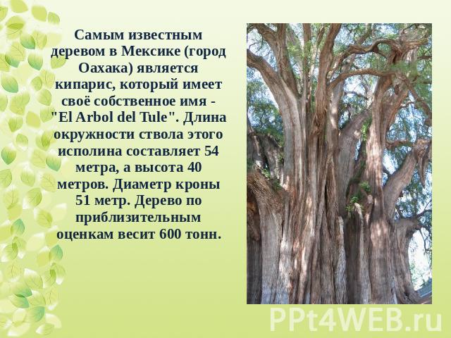 Самым известным деревом в Мексике (город Оахака) является кипарис, который имеет своё собственное имя - El Arbol del Tule. Длина окружности ствола этого исполина составляет 54 метра, а высота 40 метров. Диаметр кроны 51 метр. Дерево по приблизительн…