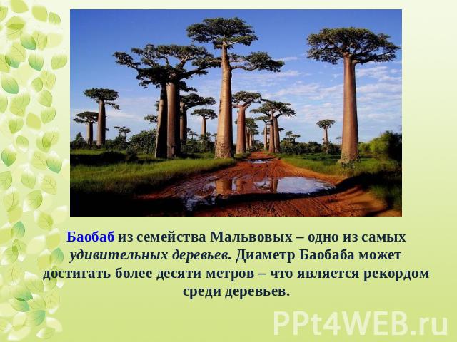 Баобаб из семейства Мальвовых – одно из самых удивительных деревьев. Диаметр Баобаба может достигать более десяти метров – что является рекордом среди деревьев.