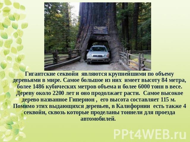 Гигантские секвойи являются крупнейшими по объему деревьями в мире. Самое большое из них имеет высоту 84 метра, более 1486 кубических метров объема и более 6000 тонн в весе. Дереву около 2200 лет и оно продолжает расти. Самое высокое дерево названно…