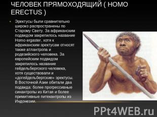 Человек прямоходящий ( Homo erectus ) Эректусы были сравнительно широко распрост