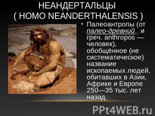 Неандертальцы ( Homo neanderthalensis ) Палеоантропы (от палео-древний.. и греч.