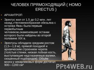 Человек прямоходящий ( Homo erectus ) АРХАНТРОП Эректус жил от 1,5 до 0,2 млн. л