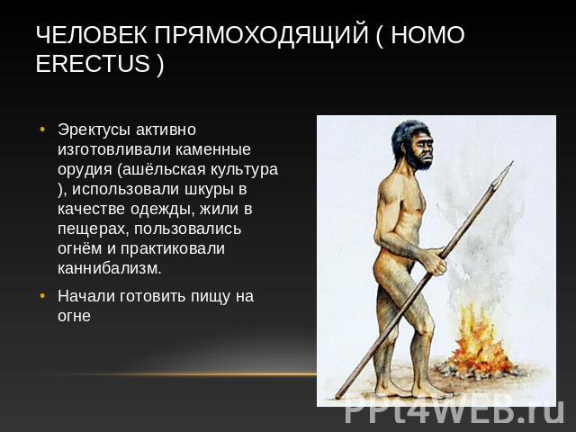Человек прямоходящий ( Homo erectus ) Эректусы активно изготовливали каменные орудия (ашёльская культура), использовали шкуры в качестве одежды, жили в пещерах, пользовались огнём и практиковали каннибализм. Начали готовить пищу на огне