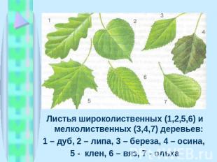 Листья широколиственных (1,2,5,6) и мелколиственных (3,4,7) деревьев: 1 – дуб, 2