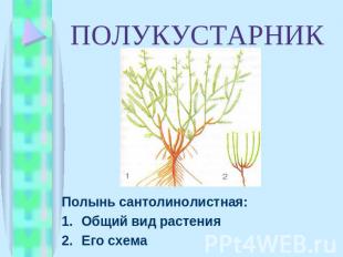 ПОЛУКУСТАРНИК Полынь сантолинолистная: Общий вид растения Его схема