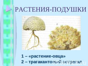 РАСТЕНИЯ-ПОДУШКИ 1 – «растение-овца» 2 – трагакантовый астрагал