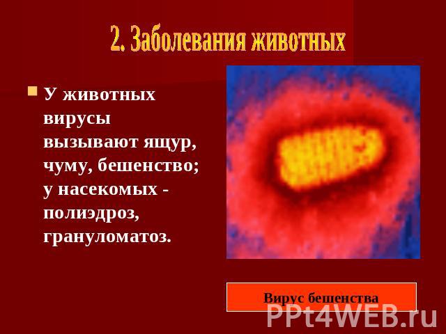 . Заболевания животных Вирус бешенства У животных вирусы вызывают ящур, чуму, бешенство; у насекомых - полиэдроз, грануломатоз.