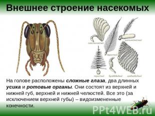 Внешнее строение насекомых На голове расположены сложные глаза, два длинных усик