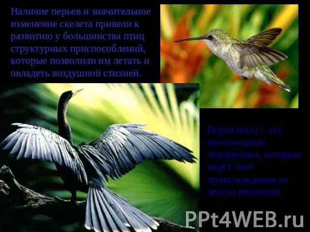 Наличие перьев и значительное изменение скелета привели к развитию у большинства птиц структурных приспособлений, которые позволили им летать и овладеть воздушной стихией. Перья птиц – это производные эпидермиса, которые ведут своё происхождение от …
