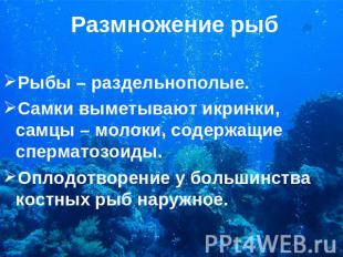 Размножение рыб Рыбы – раздельнополые. Самки выметывают икринки, самцы – молоки,