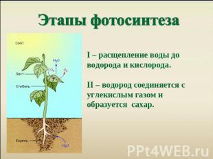 питание растений фотосинтез
