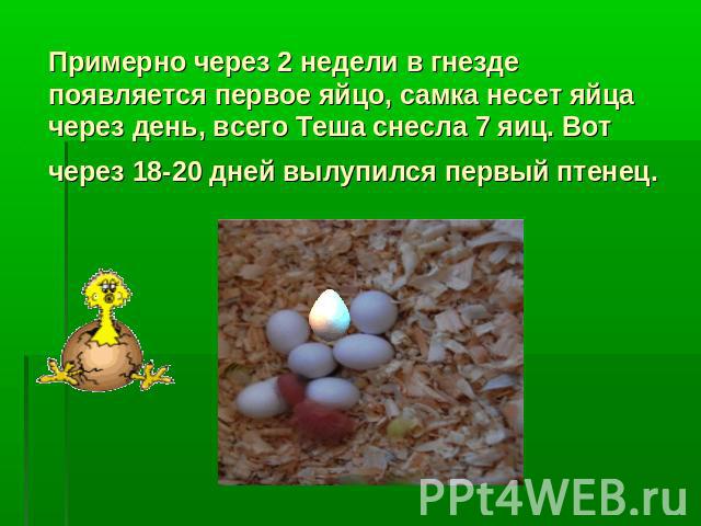 Примерно через 2 недели в гнезде появляется первое яйцо, самка несет яйца через день, всего Теша снесла 7 яиц. Вот через 18-20 дней вылупился первый птенец.