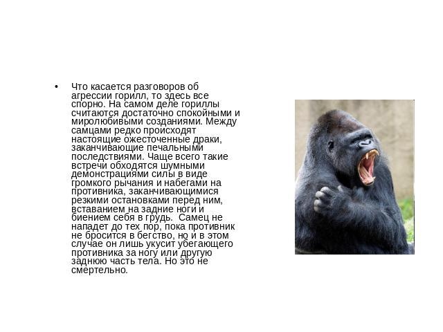 Что касается разговоров об агрессии горилл, то здесь все спорно. На самом деле гориллы считаются достаточно спокойными и миролюбивыми созданиями. Между самцами редко происходят настоящие ожесточенные драки, заканчивающие печальными последствиями. Ча…