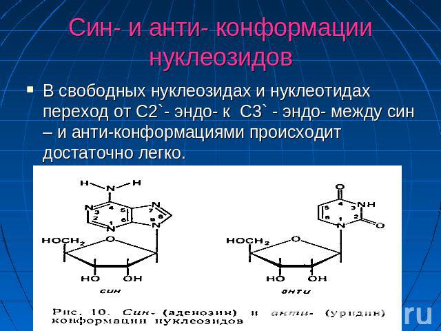Син- и анти- конформации нуклеозидов В свободных нуклеозидах и нуклеотидах переход от C2`- эндо- к C3` - эндо- между син – и анти-конформациями происходит достаточно легко.