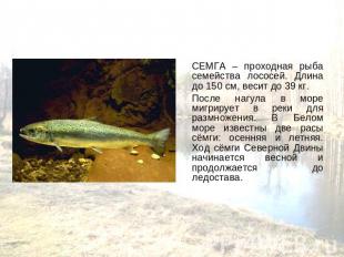 СЕМГА – проходная рыба семейства лососей. Длина до 150 см, весит до 39 кг. После