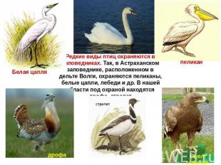 Белая цапля дрофа Редкие виды птиц охраняются в заповедниках. Так, в Астраханско
