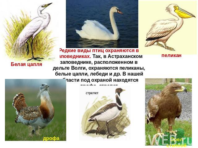 Белая цапля дрофа Редкие виды птиц охраняются в заповедниках. Так, в Астраханском заповеднике, расположенном в дельте Волги, охраняются пеликаны, белые цапли, лебеди и др. В нашей области под охраной находятся дрофа, стрепет пеликан Орел степной