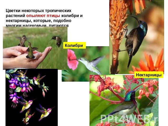 Цветки некоторых тропических растений опыляют птицы колибри и нектарницы, которые, подобно многим насекомым, питаются цветочным нектаром. Колибри Нектарницы