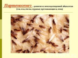 Партеногенез – развитие из неоплодотворенной яйцеклетки (тли, осы, пчелы, муравь