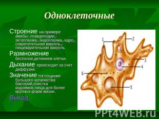 Одноклеточные Строение на примере амебы:1-псевдоподии,2-эктоплазма,3-эндоплазма,