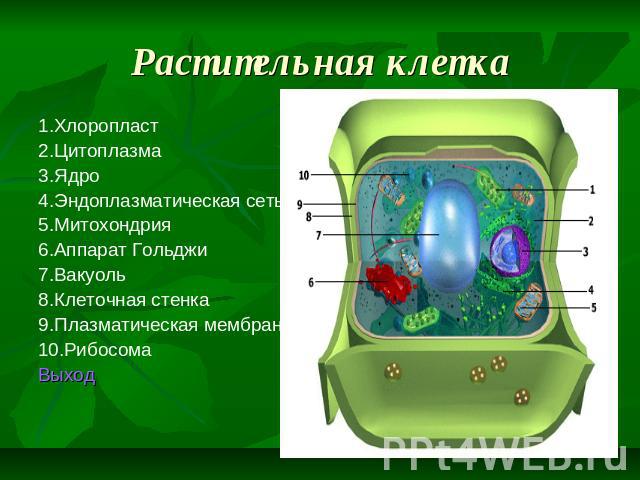 Растительная клетка 1.Хлоропласт 2.Цитоплазма 3.Ядро 4.Эндоплазматическая сеть 5.Митохондрия 6.Аппарат Гольджи 7.Вакуоль 8.Клеточная стенка 9.Плазматическая мембрана 10.Рибосома Выход