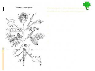 Рассмотрите «Ботаническое древо» и ответьте на следующие вопросы: Что изобразил
