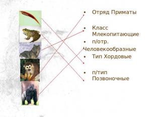 Отряд Приматы Класс Млекопитающие п/отр. Человекообразные Тип Хордовые п/тип Поз