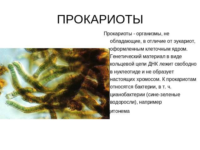 ПРОКАРИОТЫ Прокариоты - организмы, не обладающие, в отличие от эукариот, оформленным клеточным ядром. Генетический материал в виде кольцевой цепи ДНК лежит свободно в нуклеотиде и не образует настоящих хромосом. К прокариотам относятся бактерии, в т…
