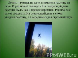 Летом, находясь на даче, я заметила паутину на окне. И решила её смахнуть. На сл