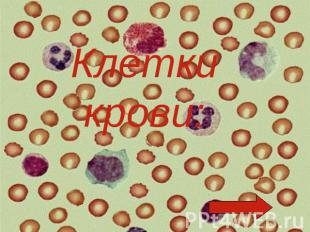 Клетки крови:
