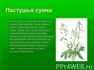 Пастушья сумка Растёт у дорог, на огородах, во дворах, на полянах. Цветки мелкие