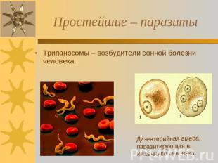 Простейшие – паразиты Трипаносомы – возбудители сонной болезни человека. Дизенте