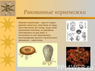 Раковинные корненожки Морские корненожки – одни из самых древних животных, некот