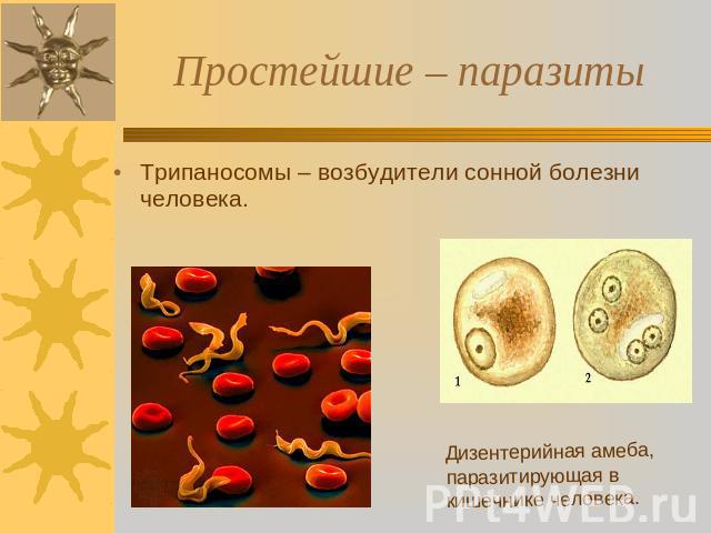 Простейшие – паразиты Трипаносомы – возбудители сонной болезни человека. Дизентерийная амеба, паразитирующая в кишечнике человека.