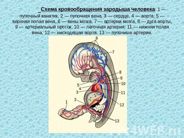 Схема кровообращения зародыша человека: 1 — пупочный канатик, 2 — пупочная вена, 3 — сердце, 4 — аорта, 5 — верхняя полая вена, 6 — вены мозга, 7 — артерии мозга, 8 — дуга аорты, 9 — артериальный проток, 10 — лёгочная артерия, 11 — нижняя полая вена…