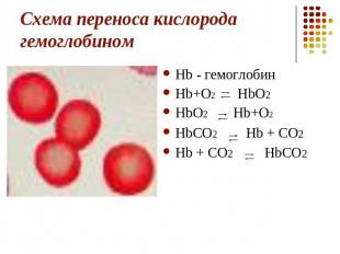 Схема переноса кислорода гемоглобином Hb - гемоглобин Hb+O2 HbO2 HbO2 Hb+O2 HbCO