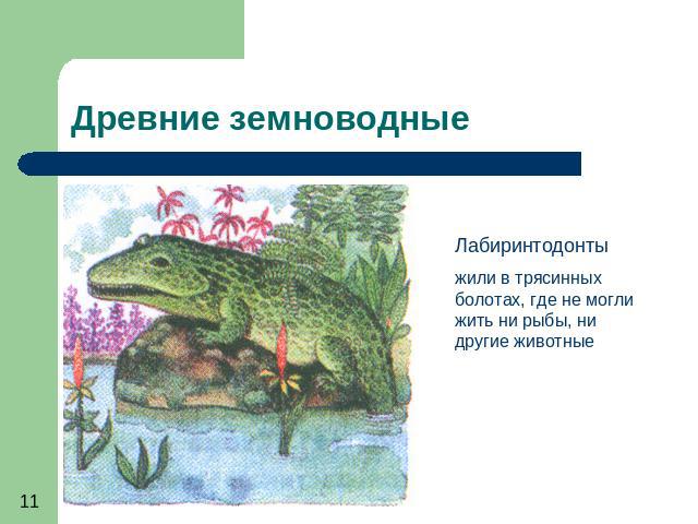 Древние земноводные Лабиринтодонты жили в трясинных болотах, где не могли жить ни рыбы, ни другие животные