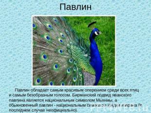 Павлин Павлин обладает самым красивым оперением среди всех птиц и самым безобраз