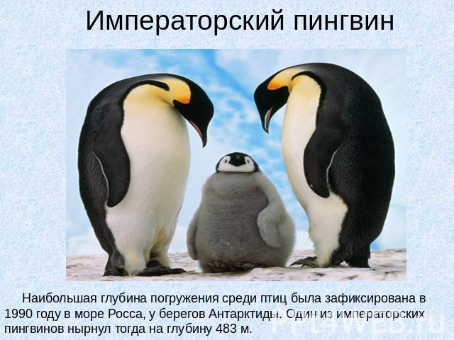 Императорский пингвин Наибольшая глубина погружения среди птиц была зафиксирована в 1990 году в море Росса, у берегов Антарктиды. Один из императорских пингвинов нырнул тогда на глубину 483 м.