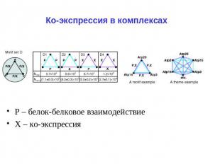 Ко-экспрессия в комплексах Р – белок-белковое взаимодействие Х – ко-экспрессия