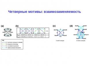 Четверные мотивы: взаимозаменяемость