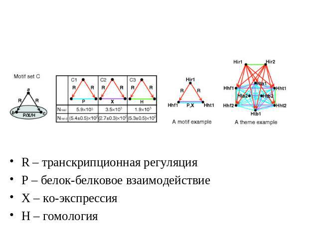 R – транскрипционная регуляция Р – белок-белковое взаимодействие Х – ко-экспрессия Н – гомология