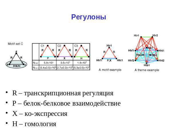 Регулоны R – транскрипционная регуляция Р – белок-белковое взаимодействие Х – ко-экспрессия Н – гомология