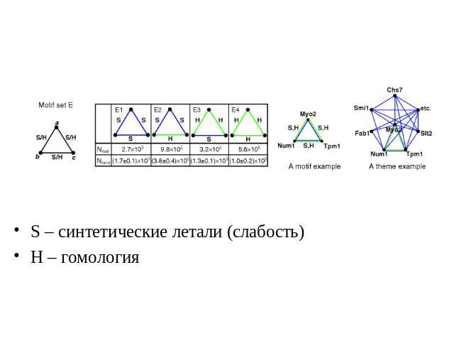 S – синтетические летали (слабость) Н – гомология