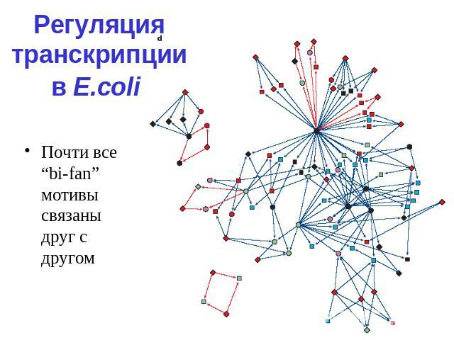 Регуляция транскрипции в E.coli Почти все “bi-fan” мотивы связаны друг с другом