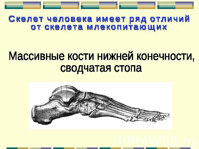 Скелет человека имеет ряд отличий от скелета млекопитающих Массивные кости нижней конечности, сводчатая стопа