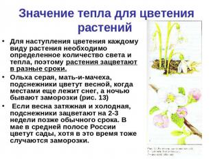 Значение тепла для цветения растений Для наступления цветения каждому виду расте