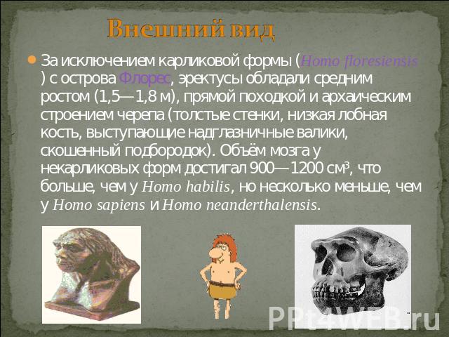 Внешний вид За исключением карликовой формы (Homo floresiensis) с острова Флорес, эректусы обладали средним ростом (1,5—1,8 м), прямой походкой и архаическим строением черепа (толстые стенки, низкая лобная кость, выступающие надглазничные валики, ск…