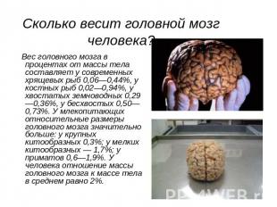 Сколько весит головной мозг человека? Вес головного мозга в процентах от массы т